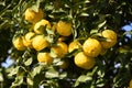 Citrus junos Yuzu fruits