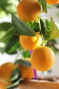 Citrus kumquat in houseplants close up Royalty Free Stock Photo