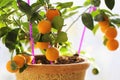 Citrus kumquat in houseplants close up Royalty Free Stock Photo