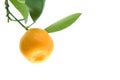 Citrus leaf Royalty Free Stock Photo