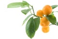 Citrus leaf Royalty Free Stock Photo