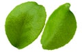 Citrus Leaf