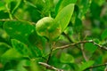 Citrus leaf miner damage and Citrus Canker on lime leaves or lemon leaf Royalty Free Stock Photo