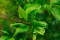 Citrus leaf miner damage on lime leaves Royalty Free Stock Photo