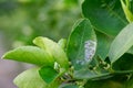 Citrus Leaf miner deforms lime leaves Royalty Free Stock Photo