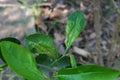 Citrus leaf miner symptom on lime leaves Royalty Free Stock Photo