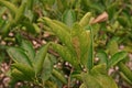 Citrus leafminer