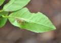 Citrus Leafminer