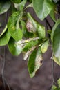 The citrus leafminer Phyllocnistis citrella make mines in new leaves