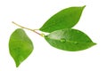 Citrus leaves with drops isolated on a white background