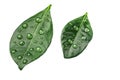 Citrus leaves with drops isolated on a white background Royalty Free Stock Photo