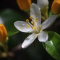 Citrus lemon orange flower close-up macro, lovely white flower,