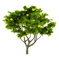 Citrus lemon tree isolated