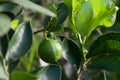 Citrus lime fruit Royalty Free Stock Photo