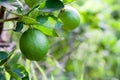 Citrus lime fruit Royalty Free Stock Photo