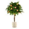 Citrus lime tree in the pot. Flowerpot Royalty Free Stock Photo