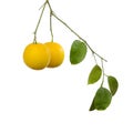 Citrus Limetta fruits