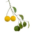 Citrus Limetta fruits