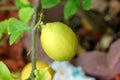 Citrus limon, lemon Royalty Free Stock Photo