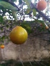 Citrus Limonia or Rangpur Lemon ripe on the tree.