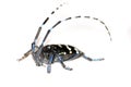 Citrus long-horned beetle Royalty Free Stock Photo