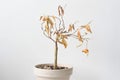 Citrus madurensis, an indoor miniature orange calamondin tree, dying dry foliage. Royalty Free Stock Photo