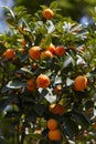 Citrus madurensis or citrus mitis plant with fruits in spring Royalty Free Stock Photo