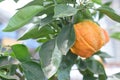 Citrus mandarin with thick skin on a green branch.