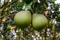 Citrus maxima fruits on the tree Royalty Free Stock Photo