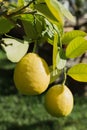 Citrus maxima. Ripening fruits of the pomelo, natural citrus fruit hanging on branch of the tree on background of green Royalty Free Stock Photo