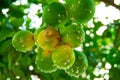 Citrus mealybug, Planococcus citri Hemiptera Pseudococcidae is the dangerous pest of different plants, including economically