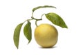 Citrus Medica fruit Royalty Free Stock Photo