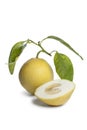 Citrus Medica fruit