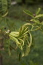 Citrus medica fruit close up Royalty Free Stock Photo