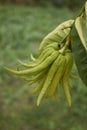 Citrus medica fruit close up Royalty Free Stock Photo