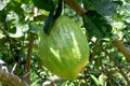 Citrus medica L. var. sarcodactylis (Hoola van Nooten) Swingle - RUTACEAE Royalty Free Stock Photo