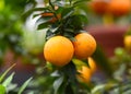 Citrus Myrtifolia Chinotto or myrtle-leaved orange tree close up Royalty Free Stock Photo