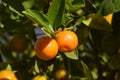 Citrus myrtifolia, the myrtle-leaved orange mini tree. Close-up