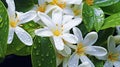 citrus neroli essential oil