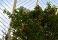 Citrus orange fruit grows on a tree with green leaves in a city garden Royalty Free Stock Photo