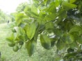 Citrus orange fruit heavely infected with citrus greening HLB