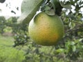 Citrus orange fruit heavely infected with citrus greening HLB Royalty Free Stock Photo