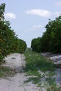 Citrus orchard