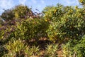 Citrus orchard with ripe Kumquat fruits with aloe cacti in the foreground