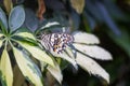 Citrus osprey or Christmas butterfly with beautiful