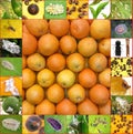 Citrus Pests in the Mediterranean Royalty Free Stock Photo