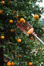 A citrus picker choosing a perfect orange clementine satsuma tree blooming with fruit in the winter season in the south