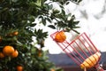 A citrus picker choosing a perfect orange clementine satsuma tree blooming with fruit in the winter season in the south