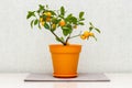 Citrus plant Calamondin, Citrofortunella microcarpa, madurensis with light green young leaves and ripe small orange fruits in the Royalty Free Stock Photo