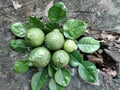 Citrus plant